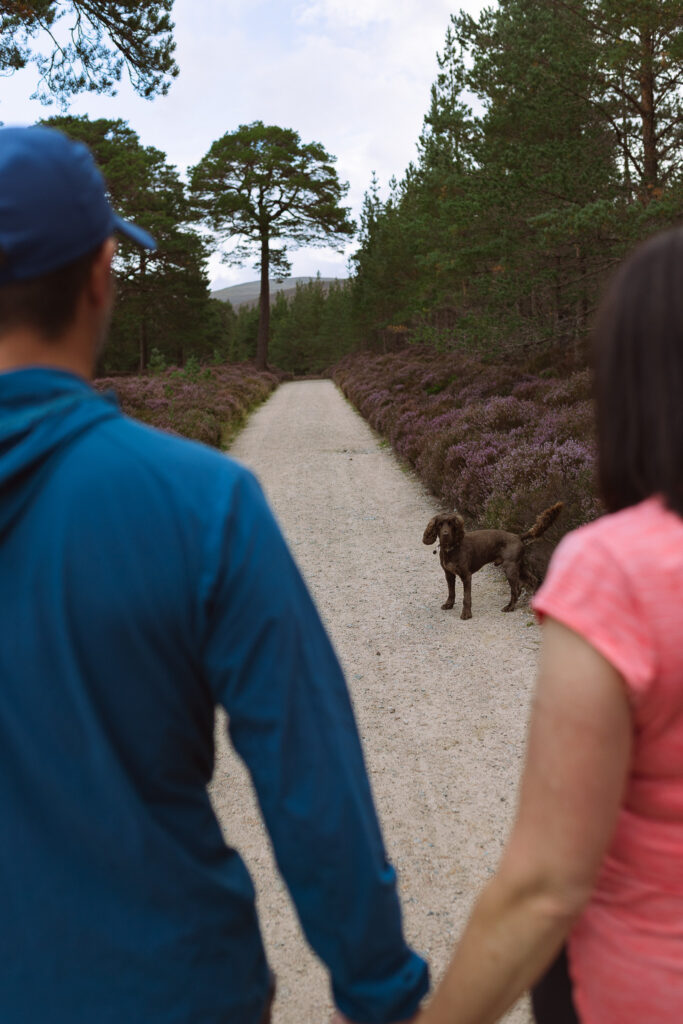 Couple walking hand in hand with their dog in the Cairngorms National Park, Scotland