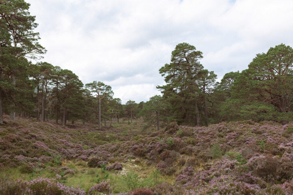 Editorial style couples photography in the Cairngorms National Park