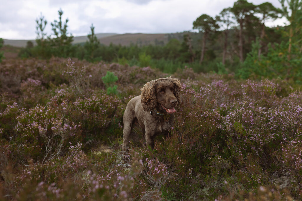 Dog stops to play in the Cairngorms National Park while the heather blooms