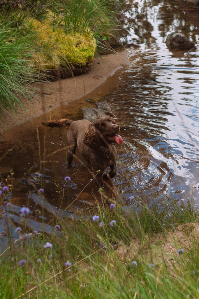 Cairngorms adventure photoshoot for outdoorsy couple with their dog